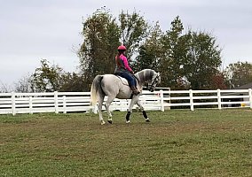 Arabian (Arabian, Gelding) in Hillsboro, MO