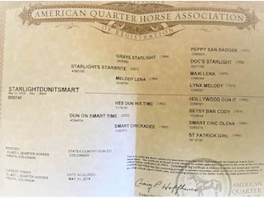 Reining Quarter Horse