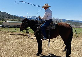 Quarter Horse (Quarter Horse, Mare) in Mack, CO