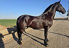 Friesian - Horse for Sale in , CA 93637