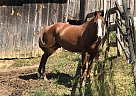Rambo - Gelding in Bakersville, SC Rambo - Gelding in Bakersville, SC