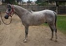 - Gelding in Indio, CA - Gelding in Indio, CA
