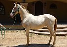 Andalusian - Horse for Sale in Canyon Country, CA 91387