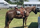 Quarter Horse - Horse for Sale in Pine Bluff, AR 71603