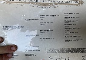Quarter Horse (Quarter Horse, Mare) in Pine Bluff, AR