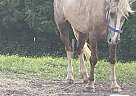 Welsh Cob - Horse for Sale in Campton, KY 41301