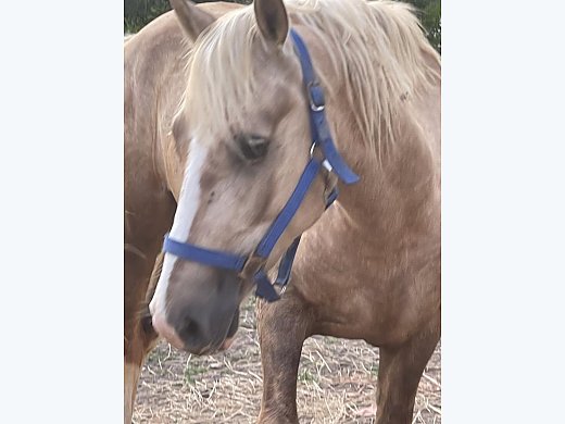 Welsh Mountain Pony