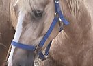 Welsh Cob - Horse for Sale in Campton, KY 41301 Welsh Cob - Horse for Sale in Campton, KY 41301