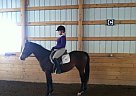 Special, 4 Year old, 14.1 Hand W... Connemara Pony Mare