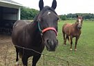 Pair Of Quarter Horses For Sale Quarter Horse Gelding