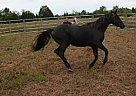 Arabian - Horse for Sale in Fitzpatrick, AL Arabian - Horse for Sale in Fitzpatrick, AL