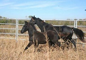 Arabian (Arabian, Mare) in Fitzpatrick, AL