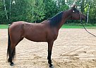 Arabian - Horse for Sale in Kronenwetter, WI 54455