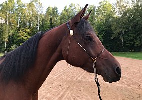 Arabian (Arabian, Gelding) in Kronenwetter, WI