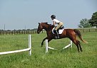 - Gelding in Ellijay, GA - Gelding in Ellijay, GA