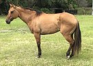 Kiarah - Mare in Hudson, FL Kiarah - Mare in Hudson, FL