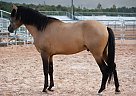 Andalusian - Horse for Sale in St. George, UT 84770