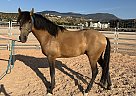 Andalusian - Horse for Sale in St. George, UT 84770
