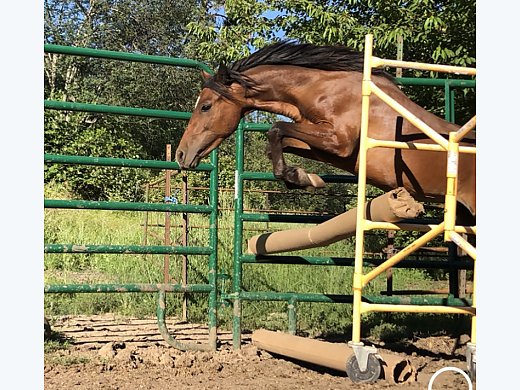Jumping Prospect Pony!