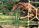 Pony - Horse for Sale in Orofino, ID 83544