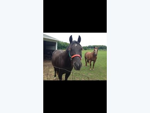 Pair Of Quarter Horses For Sale