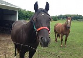 Quarter Horse (Quarter Horse, Gelding) in Ludington, MI