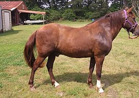 Paso Fino (Paso Fino, Gelding) in Logansport, LA, LA