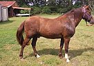 Paso Fino - Horse for Sale in Logansport, LA, LA 71049