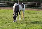 CHIP - Gelding in Fort Worth, TX CHIP - Gelding in Fort Worth, TX