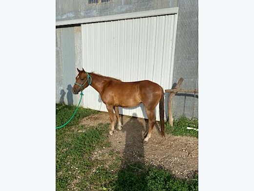Quarter Pony Mare