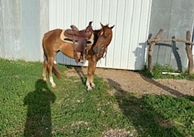Quarter Pony (Quarter Pony, Mare) in Ethel, MO