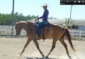 Quarter Horse (Quarter Horse, Gelding) in Ripon, CA
