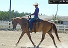 Quarter Horse - Horse for Sale in Ripon, CA 95366