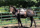 Mule - Horse for Sale in Orofino, ID 83544