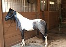 Gypsy Vanner - Horse for Sale in Blue Springs, MO 64014 Gypsy Vanner - Horse for Sale in Blue Springs, MO 64014