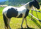 Tennessee Walking Horse Duke