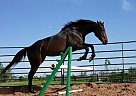 Louise's Deal Thoroughbred bay M... Thoroughbred Mare