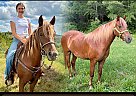 Quarter Horse - Horse for Sale in Mount Vernon, KY 40403