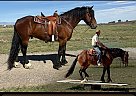 Friesian - Horse for Sale in Powell, WY 82435