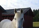 Beautiful Iberian Sport Horse Charisma