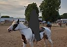 Daisy - Mare in Benton Harbor, MI Daisy - Mare in Benton Harbor, MI