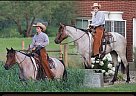 Belgian Draft - Horse for Sale in Clarkson, KY 42726