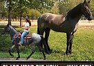 Tennessee Walking - Horse for Sale in Olive Hill, KY 41164
