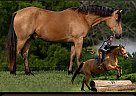 Friesian - Horse for Sale in Bogard, MO 64622