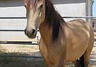 Mustang - Horse for Sale in Hesperia, CA 92344 Mustang - Horse for Sale in Hesperia, CA 92344