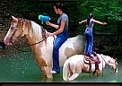 Spotted Saddle - Horse for Sale in Wellington, KY 40378