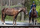 Rocky Mountain - Horse for Sale in , NC 28732