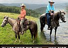Missouri Fox Trotter - Horse for Sale in Marshall, AR 72650
