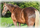 Draft - Horse for Sale in Taneyville, MO 65759