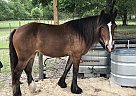 Gypsy Vanner - Horse for Sale in High Springs, FL 32643